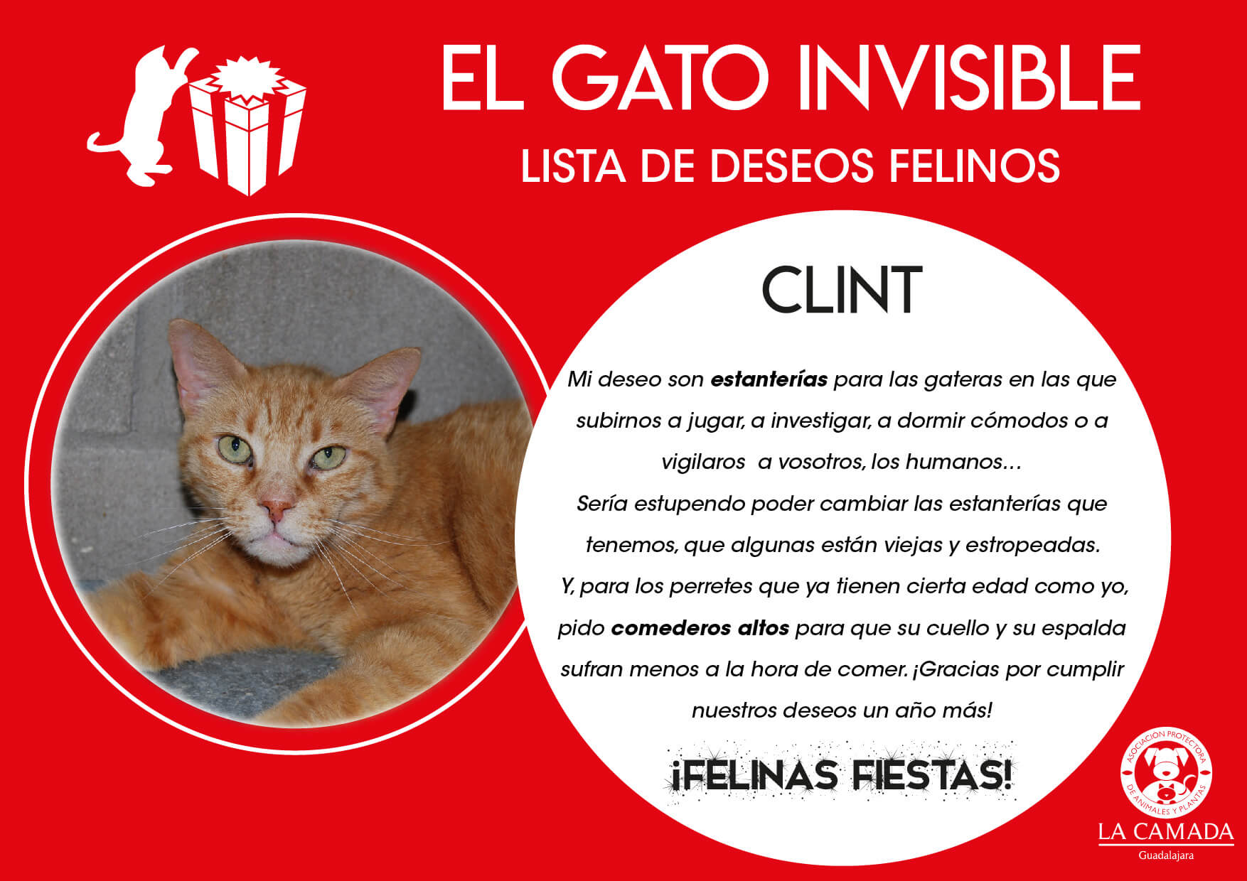 Gato Invisible